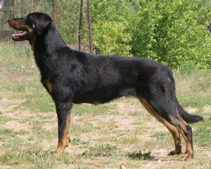 Obrázok